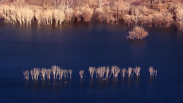 High angle shot of old trees on Oyubari Dam