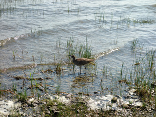 Eurasian Curlew on the beach by a lake with one foot
