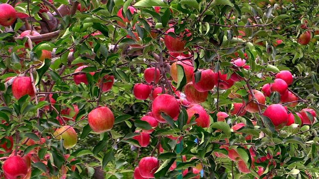 Real time shot of apples on apple tree, Hirosaki, Aomori, Japan