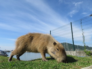 capivara