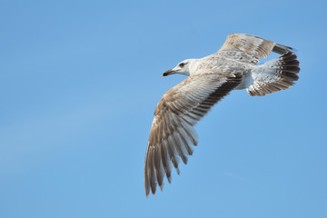 flying Seagull against the blue sky