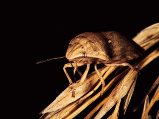 bug on a leaf
