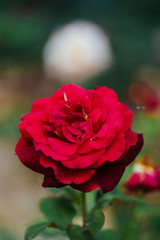 赤いバラ