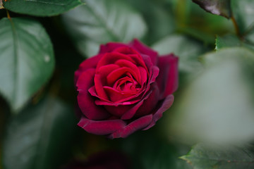 赤いバラ