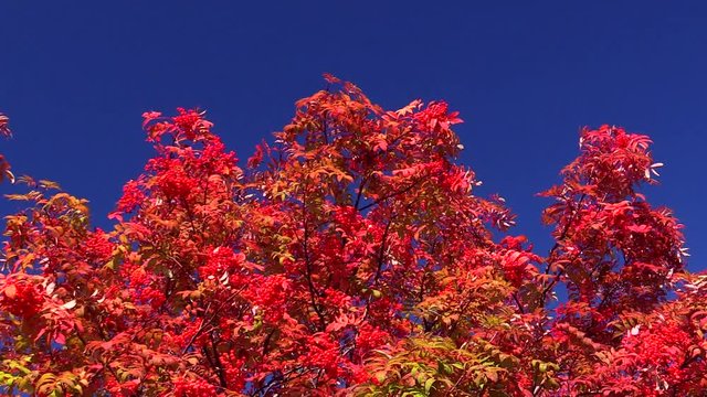 Red rowan tree against sky