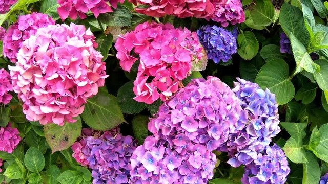 Magnifiques hortensias color&eacute;s de Bretagne. France