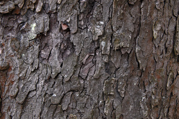 old grey linden tree background