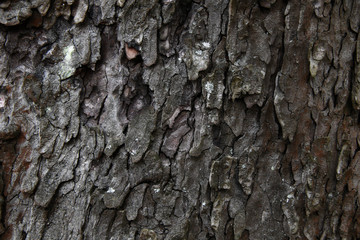 old grey linden tree background