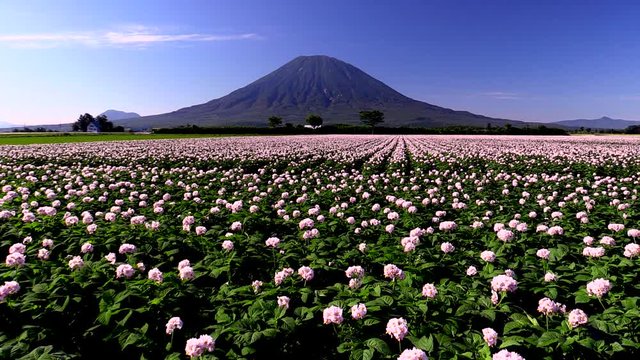 Mount Yotei and blooming potato field, Kutchan, Hokkaido, Japan