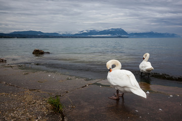 Tranquil scene of beautiful pure white Swans at Lake Garda in Italy , taken on the shores of Lake Garda.