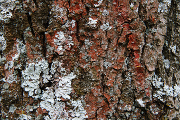 red lichen on the tree bark