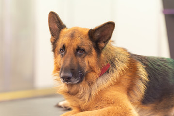 Dog shepherd. Sad and tired dog look. The dog from the series about detectives.
