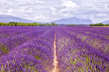 Naklejka na ściany i meble Lavander fields in Provence, France