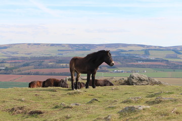 Wild ponies standing at the top of a hill