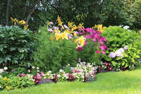 Nice selection of big and beautiful colourful flowers in garden