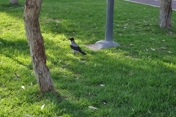 The beautiful bird Common raven in the natural environment