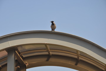 The beautiful bird Common raven in the natural environment