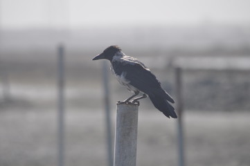 The beautiful bird Common raven in the natural environment