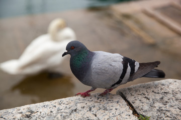 Pigeons beside the harbour in Desenzano ,Lake Garda , Italy