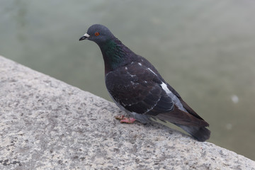Pigeons beside the harbour in Desenzano ,Lake Garda , Italy