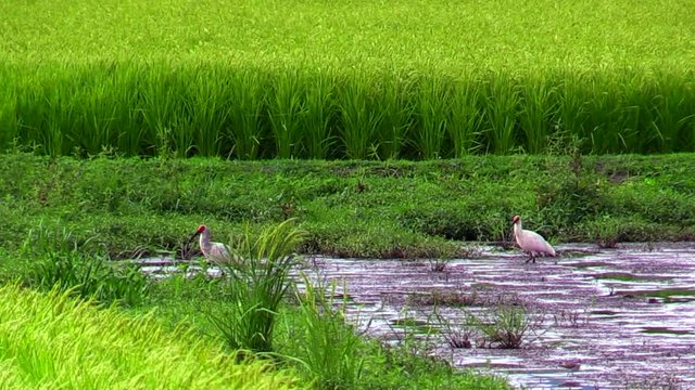 Toki Crested Ibis in rice field