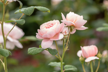 Fototapeta premium Pink roses in the garden