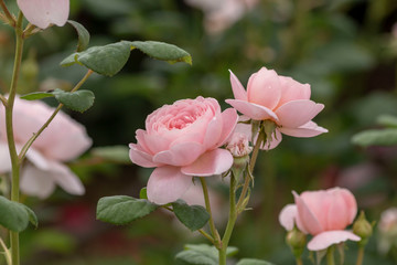 Pink roses in the garden