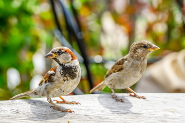 two attractive sparrows on a table, regular inhabitants of the city