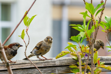 attractive sparrows on a fence, regular inhabitants of the city