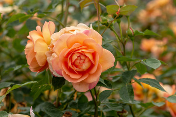 Rose garden with assorted roses