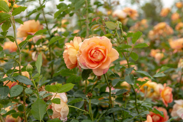 Rose garden with assorted roses