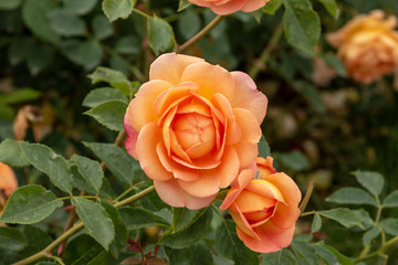 Rose garden with assorted roses