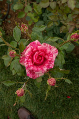 Pink spotted roses in the garden