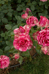 Pink spotted roses in the garden
