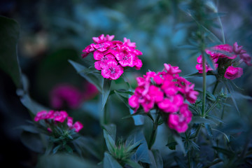 Beautiful garden pink flowers