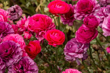 Red rose in the garden