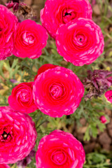 Red rose in the garden