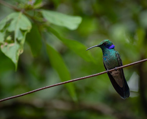 Charming Hummingbird