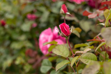 Red rose in the garden