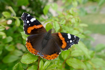 Admiral (vanessa atalanta) a beautiful butterfly, a noble butterfly