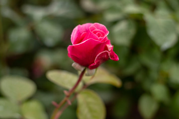 Red rose in the garden