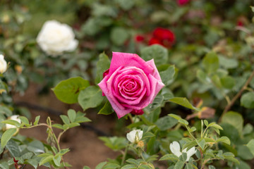 Red rose in the garden