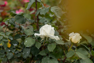 White roses in the garden