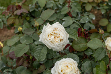 White roses in the garden