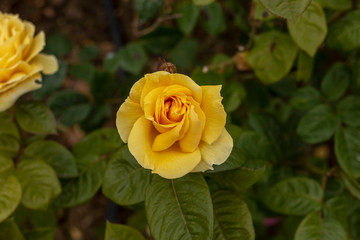 Yellow roses in the garden