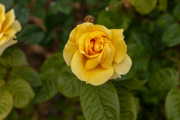 Yellow roses in the garden