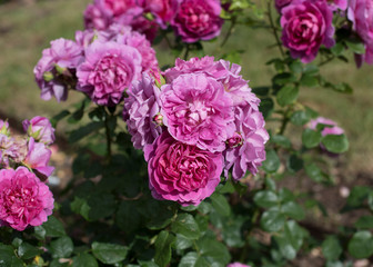 Amazing Roses