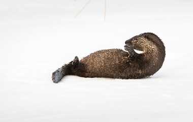 River otter in the wild