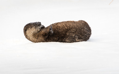 River otter in the wild