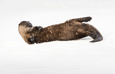 River otter in the wild